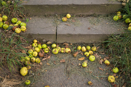 Fallen green apples on concrete stairs steps in autumn orchard close up. Wild windfalls fruit on grey stone walkway ladder with grass. Horizontal backyard garden maintenance and seasonal harvest conce
