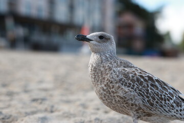 Obraz premium Young seagull standing on sandy beach and turning head. Juvenile bird looking around on shore. Wild seabird in natural coastal habitat on summer day.
