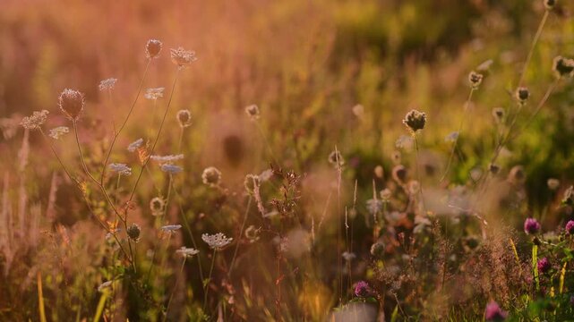 Wildflower meadow swaying in golden evening light. Blooming field with delicate stems, seed heads and natural countryside scenery creating a peaceful seasonal landscape.