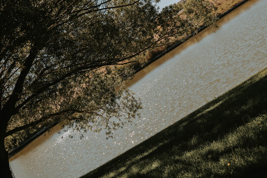 asymmetrical tree over glimmering pond 