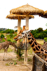 giraffe in the zoo © Юлия Вершинина