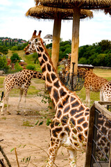 giraffe in the zoo © Юлия Вершинина