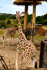 giraffe in the zoo © Юлия Вершинина