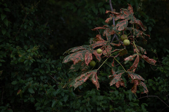 Horse Chestnut Branch with Damaged Leaves and Green Conkers