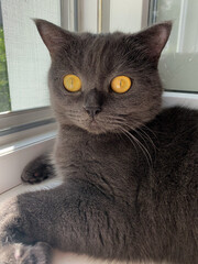 portrait of a cat © Катерина Каліцева