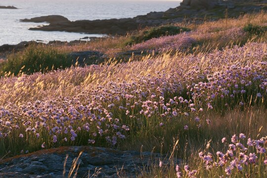 Pink campion meadow near the coast during sunset