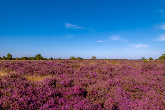 Purple flowers Calluna vulgaris (Heide, Heather, Ling) The sole species in genus of Calluna, Ericaceae family, Balloerveld is a hamlet in the municipality of Aa en Hunze, Drenthe province, Netherlands