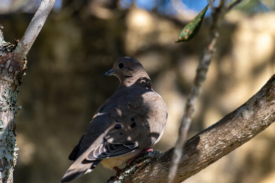 Eared dove (Zenaida auriculata) perched on branch with lichens. Focus on ornithology, Brazilian wildlife, and bird photography.