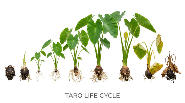 Taro life cycle illustration showing germination, growth, maturity, and decay stages of the plant. The images display the plant's corm, roots, stem, and leaves.