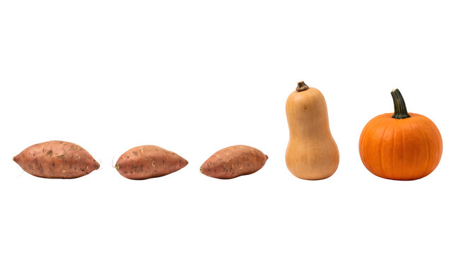Autumn harvest vegetables on white background, fresh sweet potatoes with butternut squash and orange pumpkin, organic seasonal produce