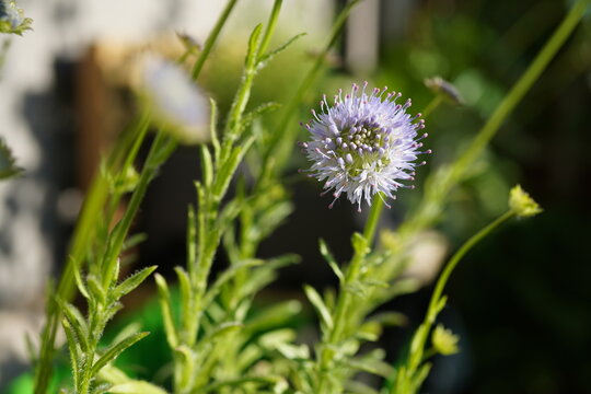 Close-up of a flowering sheep&rsquo;s-bit (Jasione montana) with a delicate blue-violet spherical flower head in warm sunlight and soft green bokeh background.