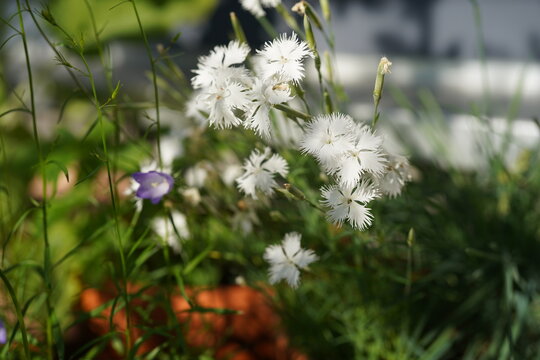 White fringed flowers of feathered pink (Dianthus plumarius) blooming in a natural balcony garden, photographed in sunlight with soft green bokeh.