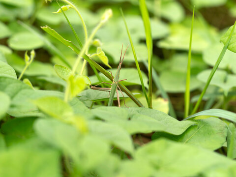 野原の葉に止まるショウリョウバッタ