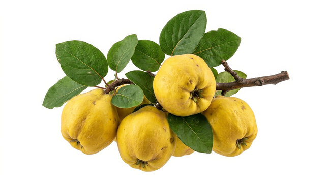 Golden fruit bunch ripening on a branch in bright sunlight