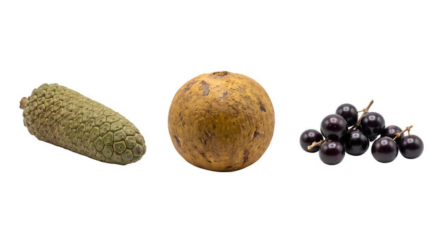 Exotic tropical fruits collection, monstera deliciosa fruit with santol and jabuticaba berries, organic brazilian produce on white background