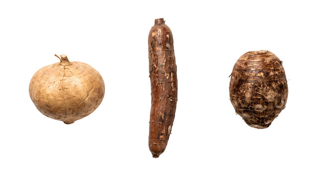 Tropical root vegetables set, jicama and cassava with taro root, organic raw tubers on white background
