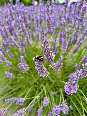 Fototapeta premium bee on lavender