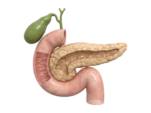 Detailed 3D anatomical model of the human digestive system showing the pancreas, gallbladder, bile duct, and cross-section of the duodenum for medical education and healthcare concepts