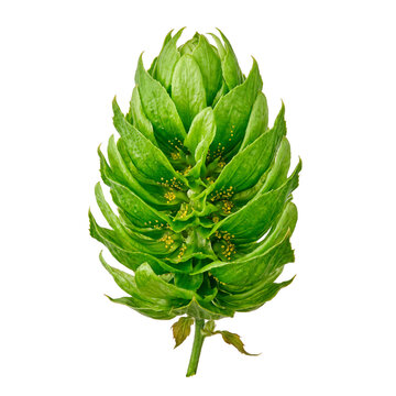 Single green hop cone with lupulin glands, essential ingredient for brewing beer and Oktoberfest celebrations PNG Isolated on transparent background