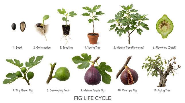 Fig life cycle diagram showing the growth stages of a fig plant, from seed to mature tree and fruit
