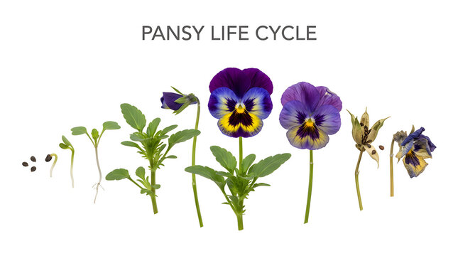 The complete life cycle of a pansy flower, from seed to wilting