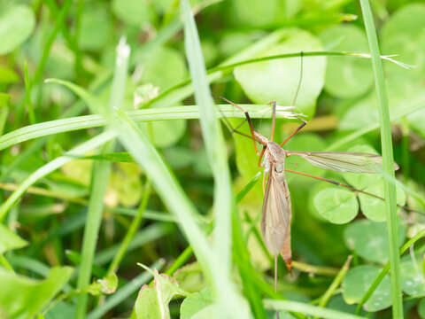 Long-legged crane fly perches on green blades