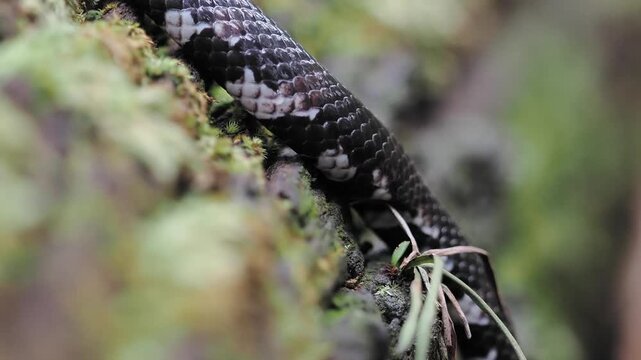 Jodi Pipe Snake cylindrophis jodiae has a dark, cylindrical body featuring narrow white or pale bands set against a mossy background.