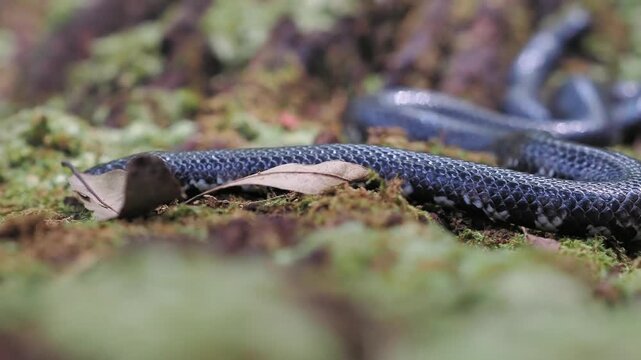 Jodi Pipe Snake cylindrophis jodiae has a dark, cylindrical body featuring narrow white or pale bands set against a mossy background.
