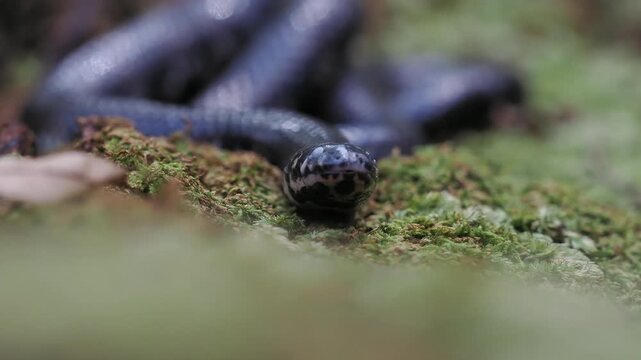 Jodi Pipe Snake cylindrophis jodiae has a dark, cylindrical body featuring narrow white or pale bands set against a mossy background.