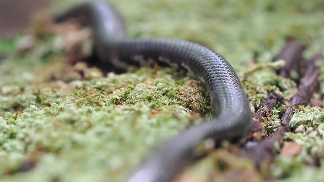 Jodi Pipe Snake cylindrophis jodiae has a dark, cylindrical body featuring narrow white or pale bands set against a mossy background.