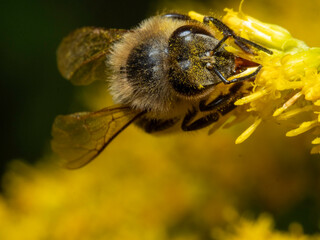 Bee gathers nectar from a bright yellow flower © Dennis