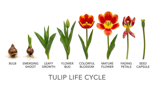 The life cycle of a tulip, from bulb to seed capsule, beautifully illustrated