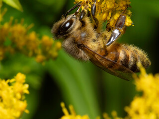 Bees gather nectar from golden-yellow flowers © Dennis