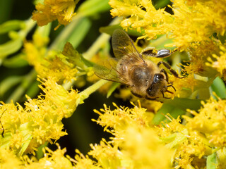 Bees gather nectar from vibrant yellow flowers © Dennis