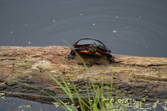 painted turtle sunbathing on log in pond