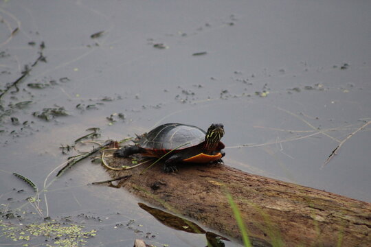 painted turtle sunbathing on log in pond