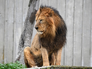 Fototapeta premium the serious gaze of a powerful lion