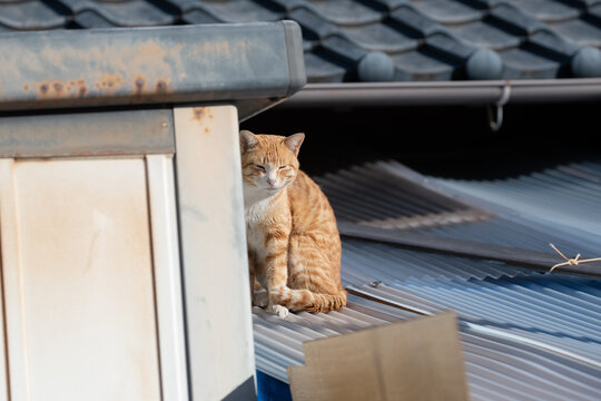 街角の猫」の写真素材 | 612件の無料イラスト画像 | Adobe Stock