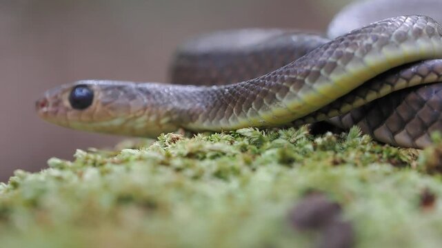 Ptyas korros is a harmless, non-venomous species native to south and southeast asia, shown here on a bed of green moss.