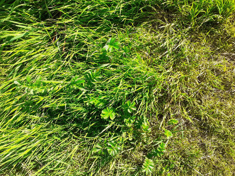 Green grass and Potentilla anserina in a meadow. View from above. Weeds are pressed to the ground. Natural carpet of vegetation. Horizontal photo.