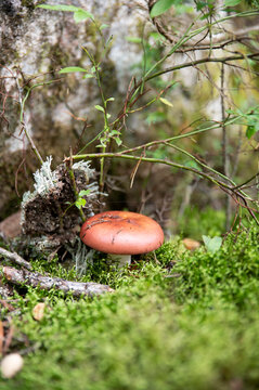 mushroom in the forest