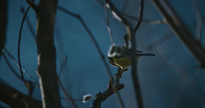 Blue tit perched on branch under soft spring sunlight