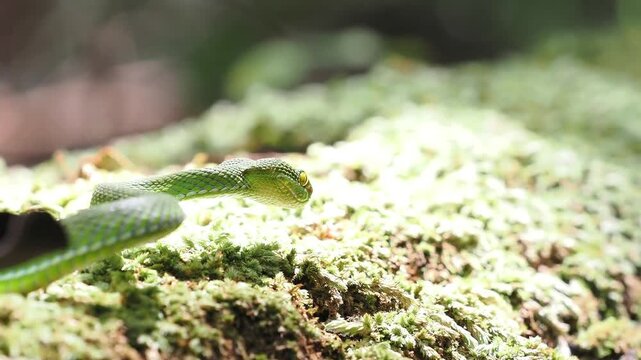 Trimeresurus albolabris  green venomous snake resting on a moss covered log.