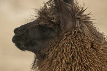 A tight profile portrait of a brown llama showing its dark face, long eyelashes and thick curly wool against a soft neutral background. © MariaSoledad