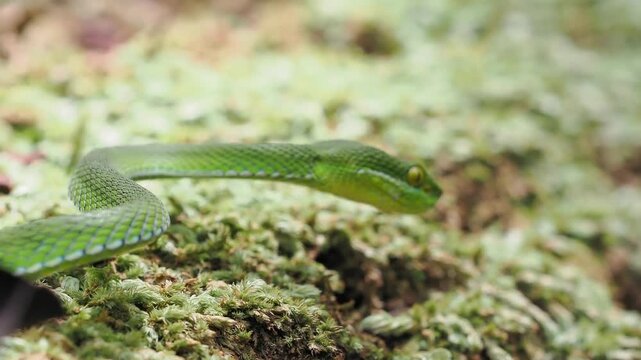 Trimeresurus albolabris  green venomous snake resting on a moss covered log.
