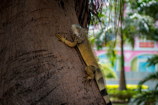 Green Iguana Climbing a Tree in Manta, Ecuador