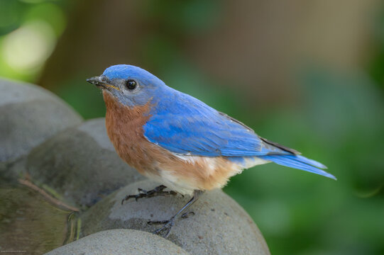 Eastern Bluebird preparing to bathe