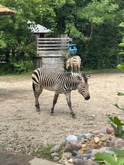 zebra in the zoo © Amanda Wojtowicz