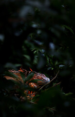 Green iguana camouflaged among dark tropical foliage in dense jungle © FabianR