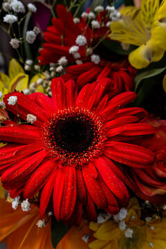 Vibrant red gerbera daisy flower close up in colorful floral bouquet